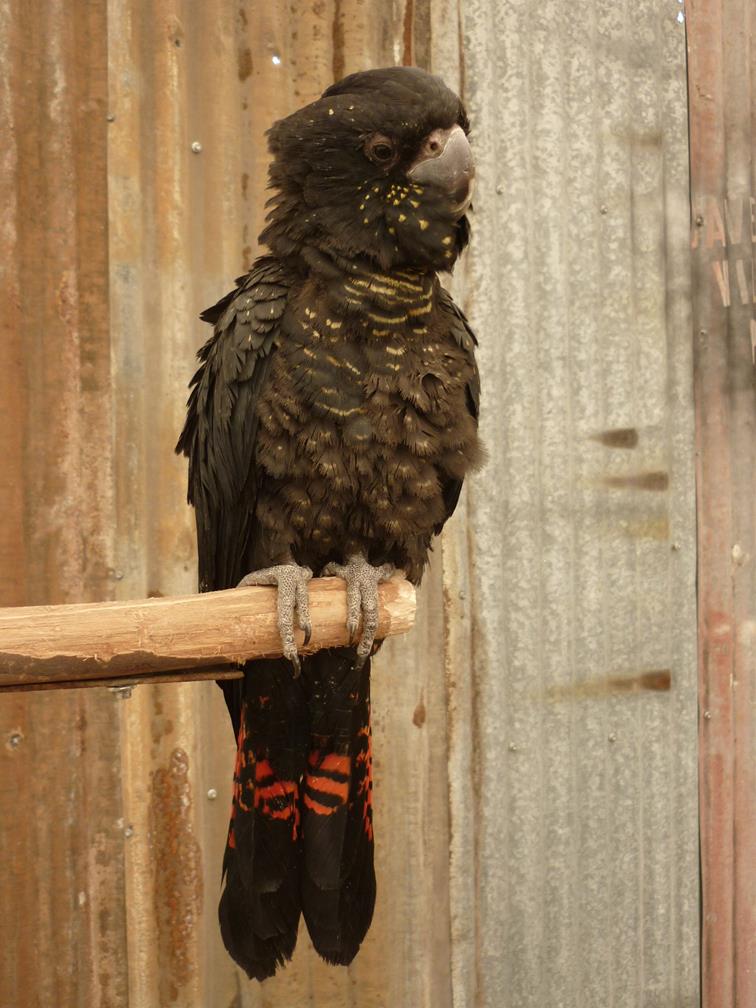 cockatoo red tailed black 002.JPG